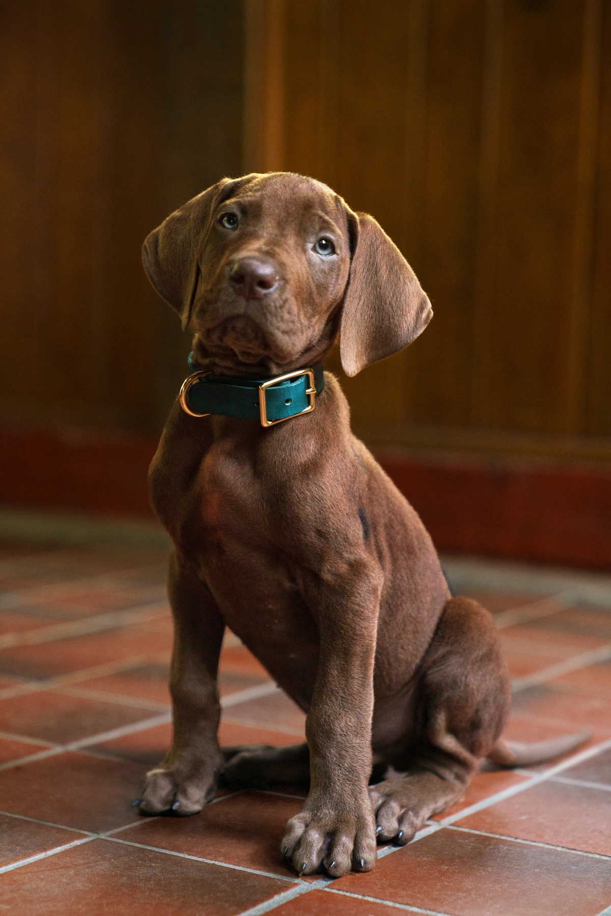 The real Great Dane puppy playing Scooby-Doo in Netflix's Scooby-Doo: Origins.