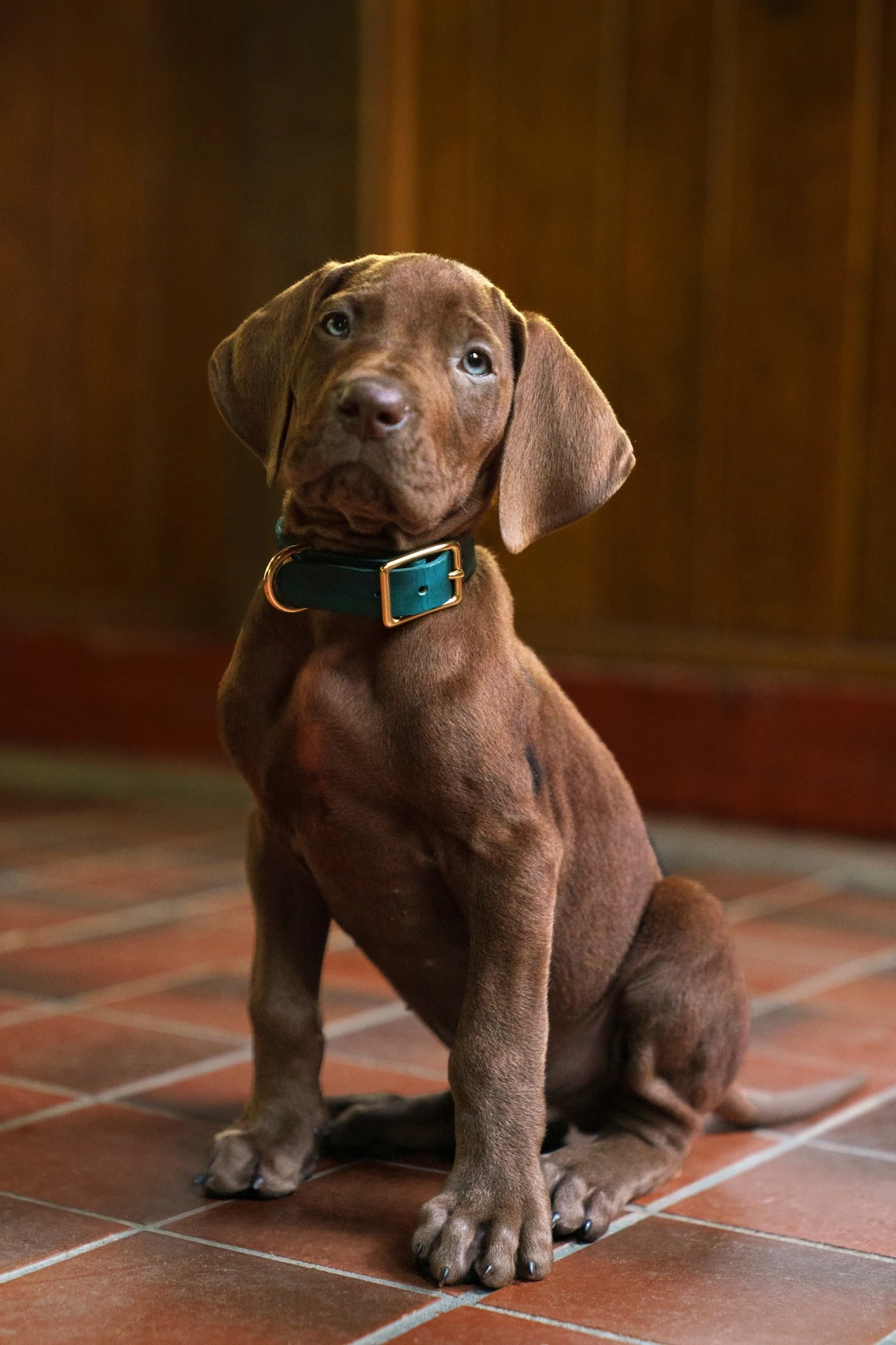 The real Great Dane puppy playing Scooby-Doo in Netflix's Scooby-Doo: Origins, sitting and wearing its teal collar.
